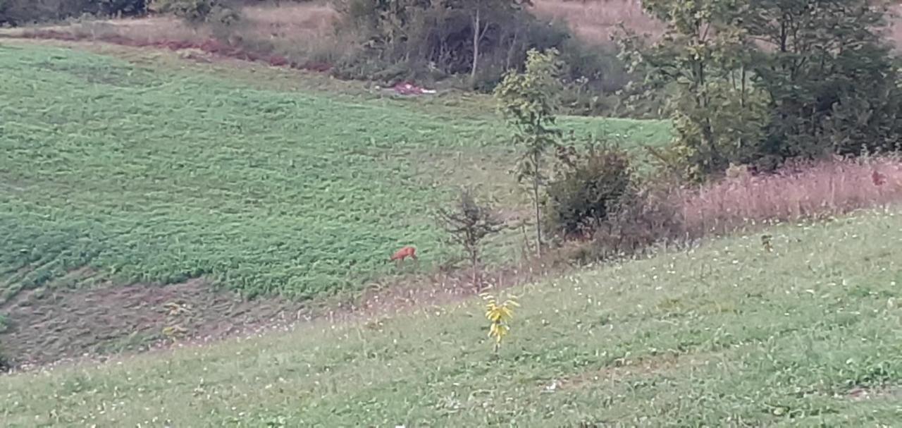 Guesthouse Blazenka Hodak Seliste Dreznicko Exterior foto