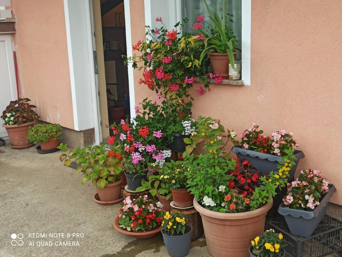 Guesthouse Blazenka Hodak Seliste Dreznicko Exterior foto