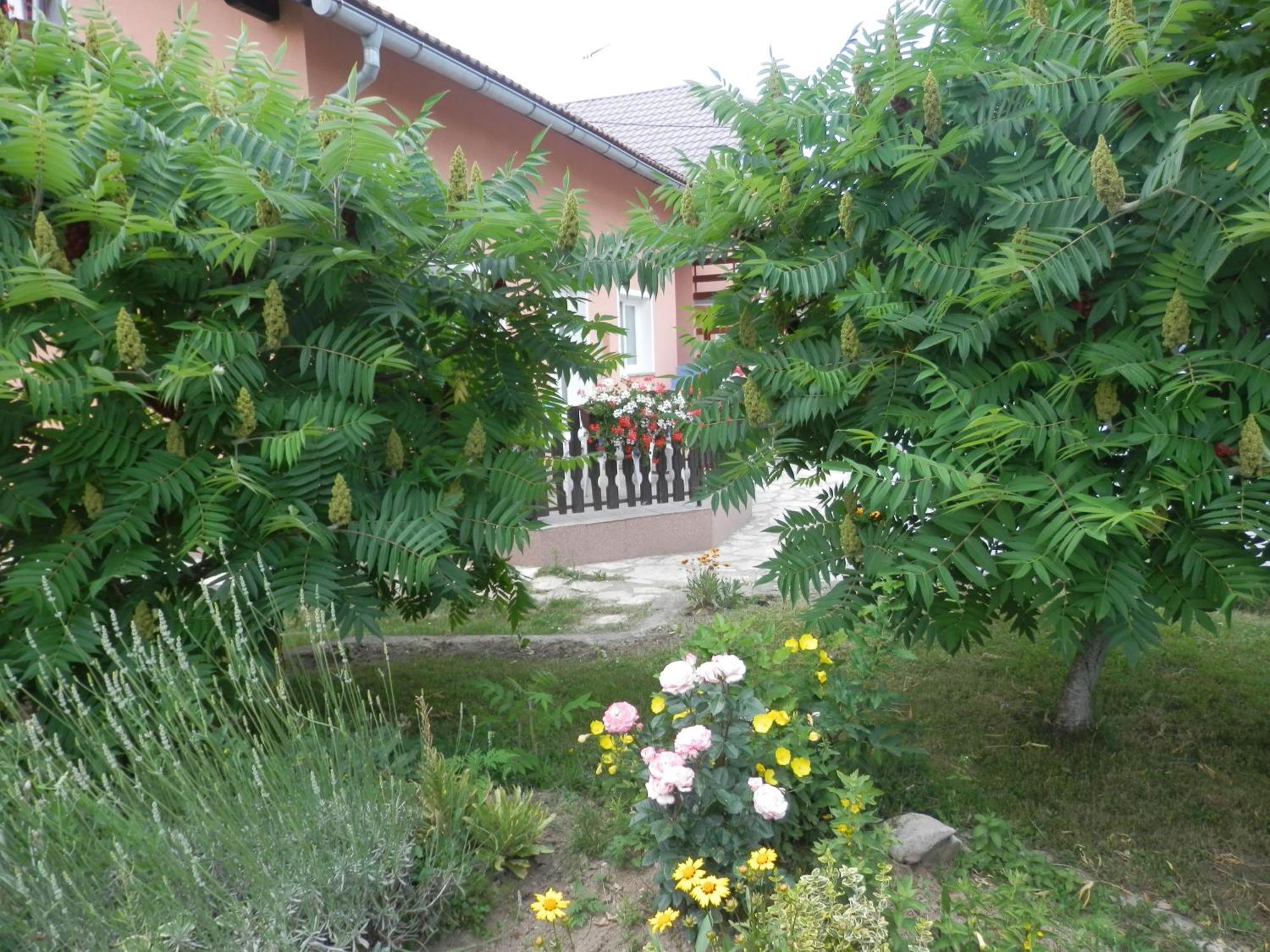 Guesthouse Blazenka Hodak Seliste Dreznicko Exterior foto